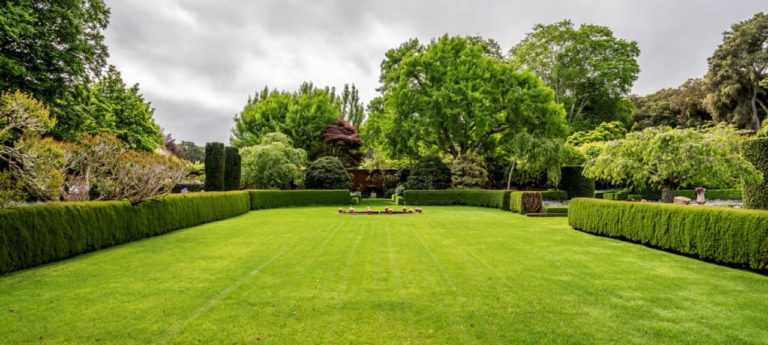 Comment tailler les arbres feuillus