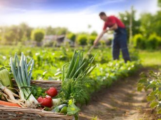 Comment bien bêcher son potager