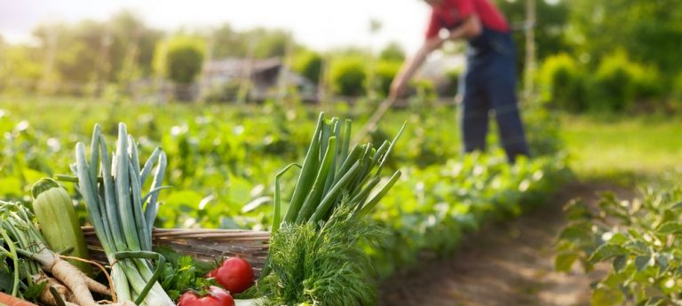 Comment bien bêcher son potager